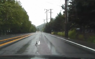 Policía de EEUU detiene persecución para no arrollar a familia de patitos que cruzaba una carretera