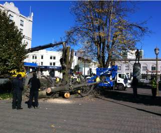¿Era realmente necesario acabar con los centenarios tilos de Plaza Independencia en Concepción?