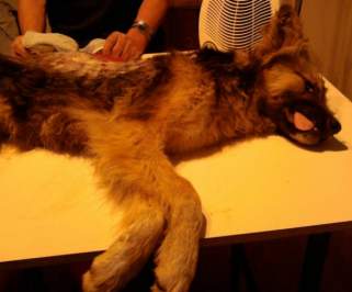 Perro lucha por su vida tras brutal tortura en Quintero