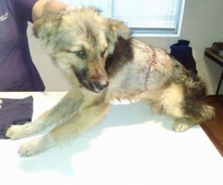 Buscan hogar para perrito que se recupera tras despiadado maltrato en Quintero