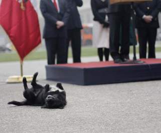 Simpático quiltro “cae muerto” frente al presidente Piñera