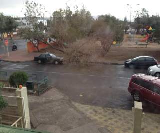 Fuerte temporal provoca caída de árbol en Calama