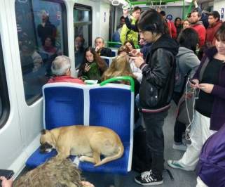 Perro que usa metro para transportarse por Valparaíso es fenómeno en redes sociales