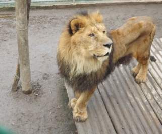 Rey caído en desgracia: Denuncian estado de león en Zoológico de Concepción