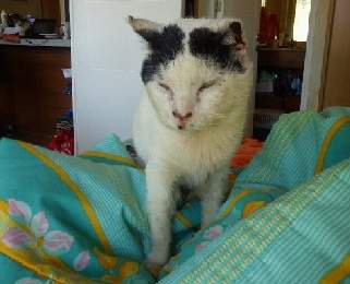 Gatito que perdió su oreja en incendio del mercado de Concepción vuelve a ser abandonado