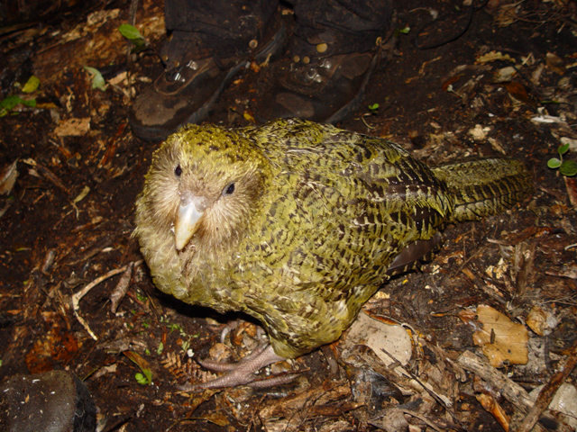 Kakapo |Wikipedia