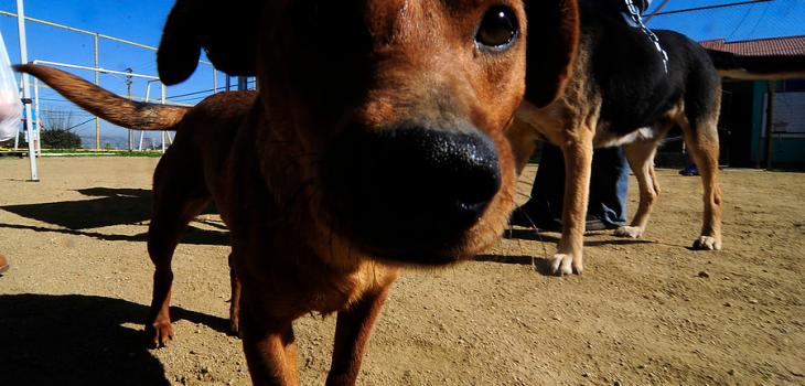 Pablo Ovalle | AgenciaUNO