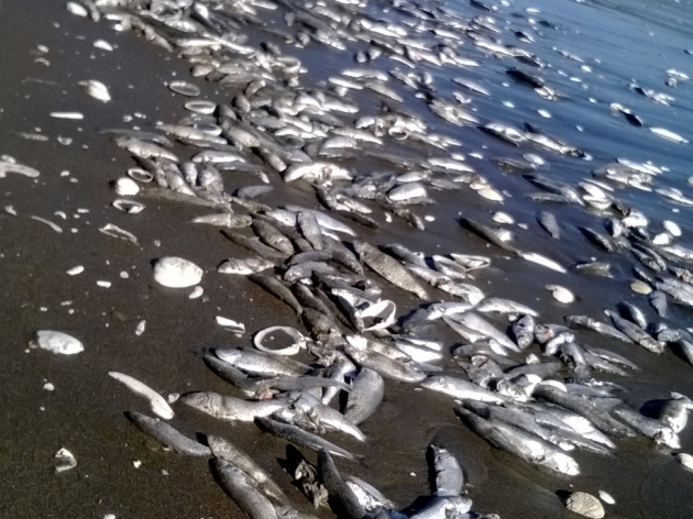 Vararon sardinas en playa de Arauco