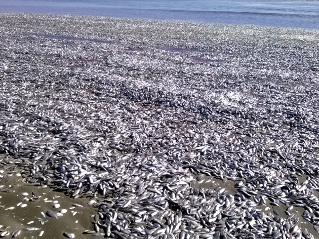 Vararon sardinas en playa de Arauco