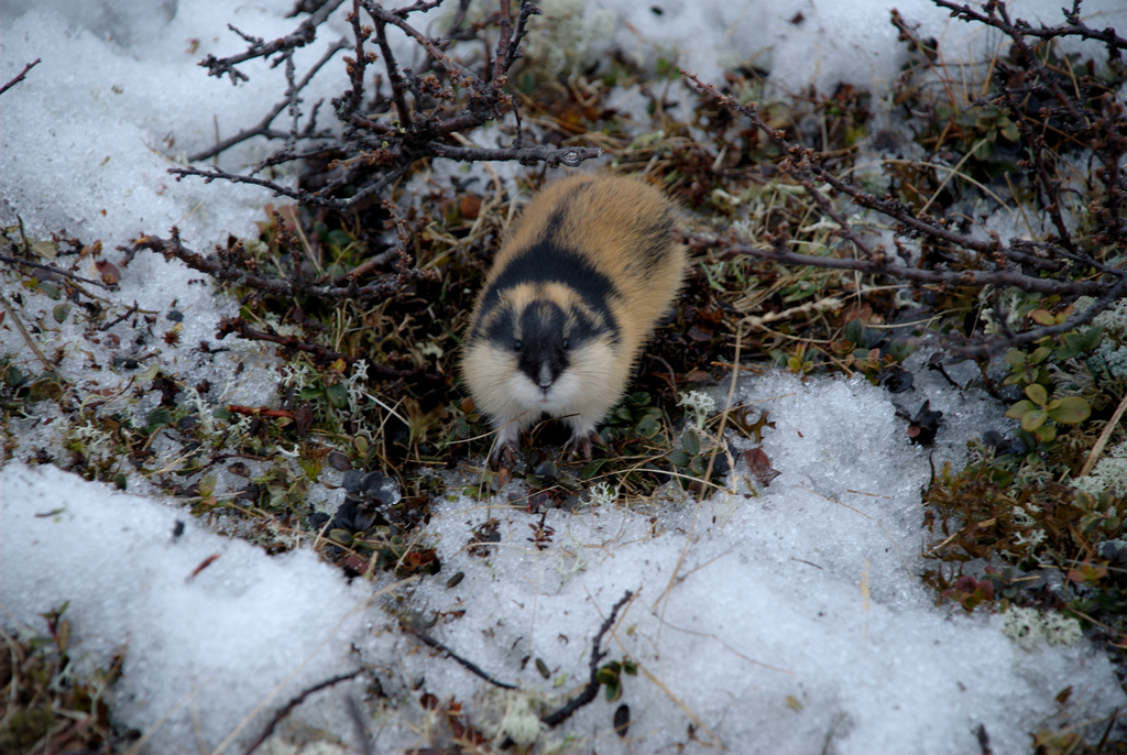 Conoce a los lemmings: animales suicidas, #Lo más visto en redes, Noticias, TVP