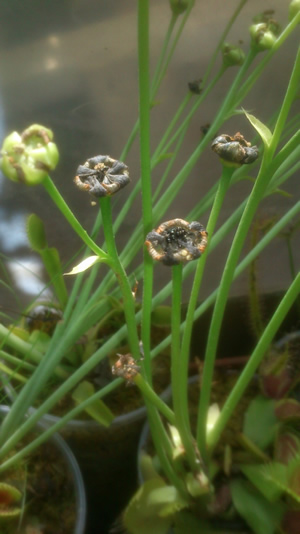 Semillas maduras de Dionaea muscipula