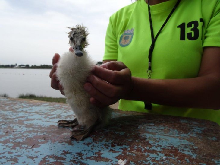 Cisne rescatado en Laguna Avendaño