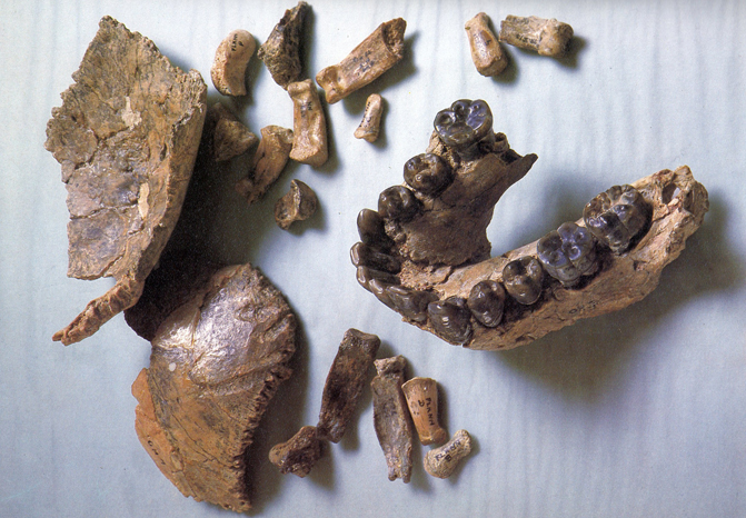 El fósil hallado en Olduvai (OH 7). / John Reader