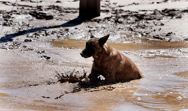 Un perro intenta salir del lodo en Chañaral | Agencia UNO