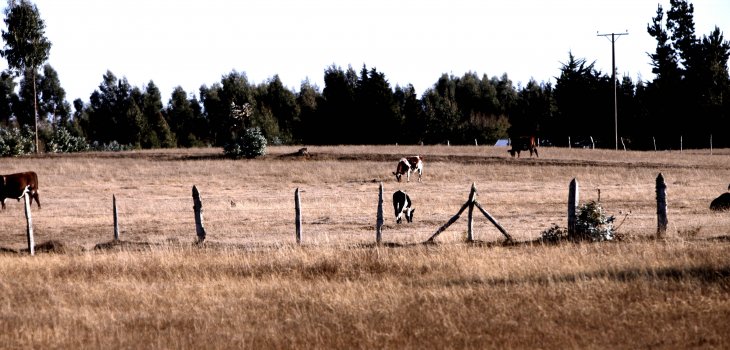 Maribel Fornerod | Agencia UNO