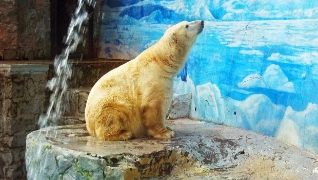 El oso polar Taco | planetafeliz.cl