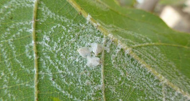 Especies adultas de la Aleurodicus en hojas de palto | galeon.com