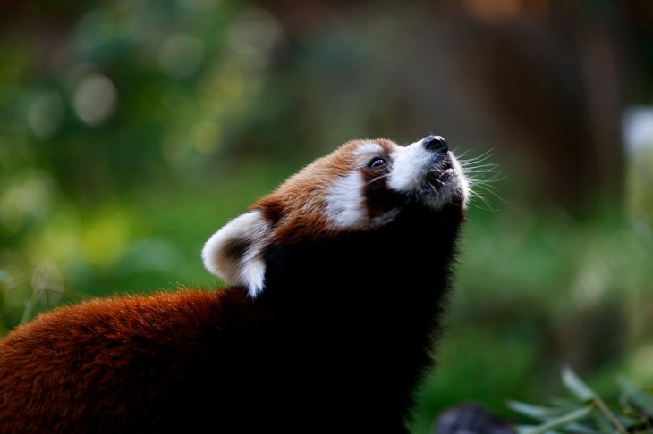 Pandas Rojos en Chile | Agencia UNO