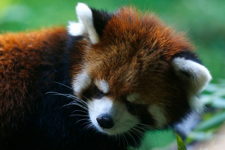 Pandas Rojos en Chile | Agencia UNO