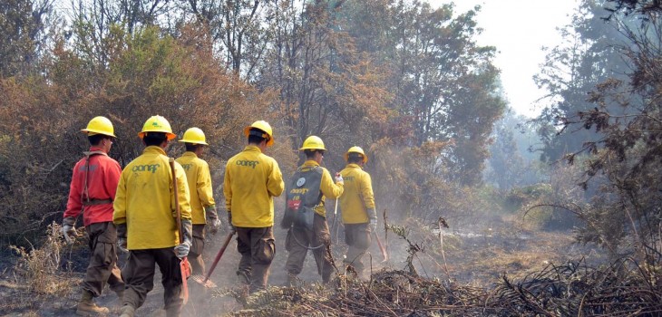 conaf-de-los-lagos-concretada-en-combate-de-incendios-subterraneos-730x350.jpg