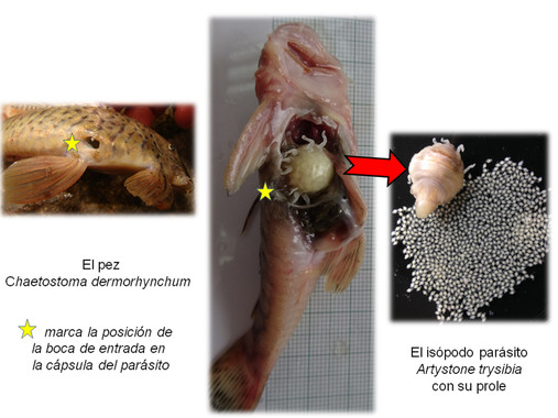 El crustáceo Artystone trysibia en la cavidad abdominal del pez carachama de Ecuador. / Universidad de Alcalá