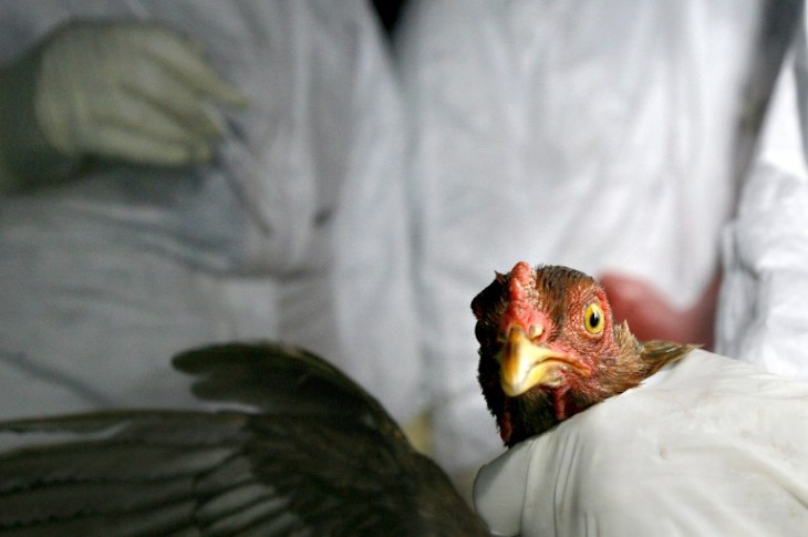 Los defensores de estos experimentos dicen que conocer mejor los virus aporta valiosa información. Por ejemplo, si se detecta un caso de virus de gripe aviaria, se pueden aislar las aves infectadas. / AFP