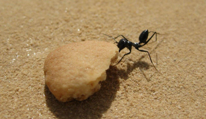 Los investigadores han seguido a las hormigas después de ofrecerles trozos ‘grandes’ de galleta para obligarlas a ir marcha atrás. / Sarah Pfeffer