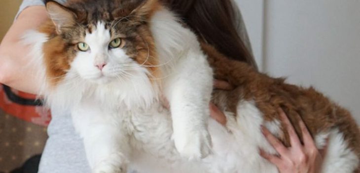 [VIDEO] El gato gigante que enamora en Instagram | Tele 13