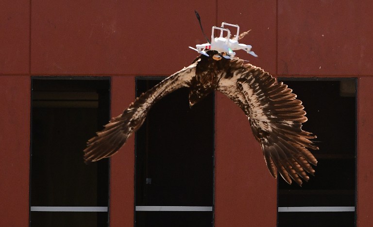 Águilas cazan drones en Holanda