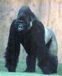 Gorilla beringei graueri
