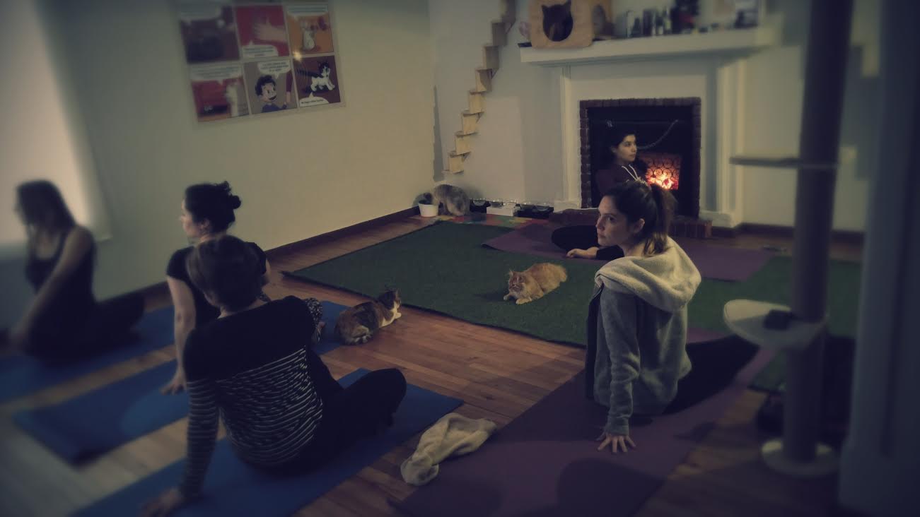 Sesión de yoga con gatos
