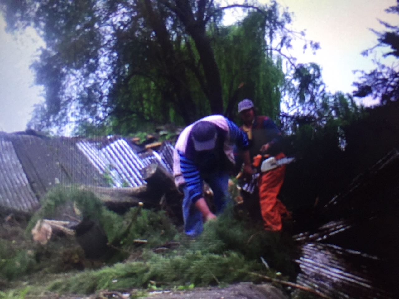  Casa resultó partida a la mitad tras caída de árbol en Angol a causa de fuertes vientos 