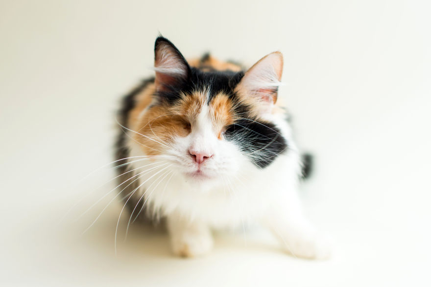 La belleza de los gatitos tuertos y ciegos es captada en tiernas fotografías