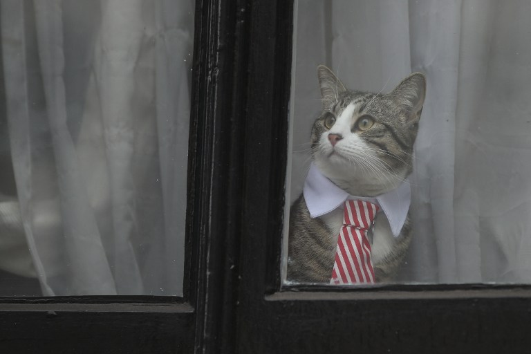 El adorable y "formal" compañero de Julian Assange en la embajada que conquista a la red