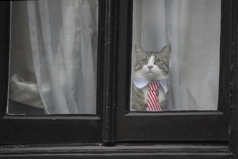 El adorable y "formal" compañero de Julian Assange en la embajada que conquista a la red