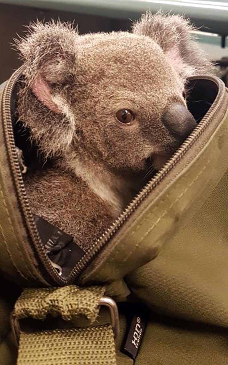 Policía australiana arresta a mujer y hace insólito hallazgo en su cartera: llevaba koala