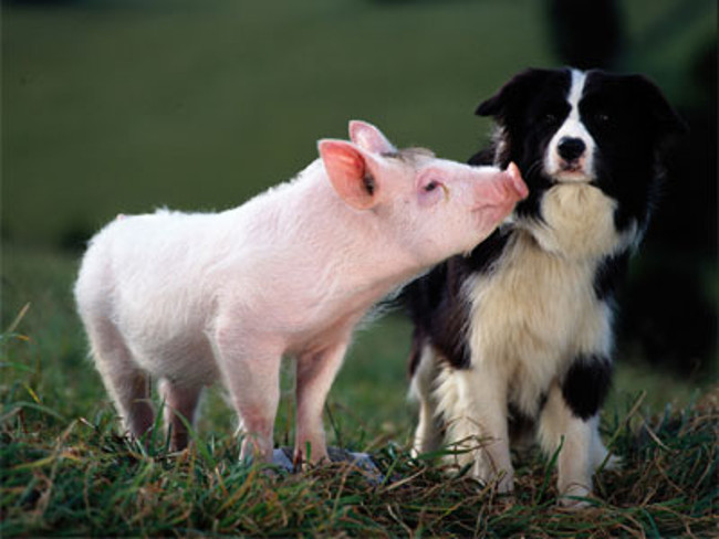 Perro y cerdo