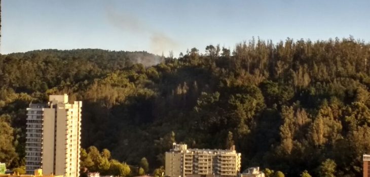 Incendio forestal se registró en el Cerro Caracol de Concepción - BioBioChile