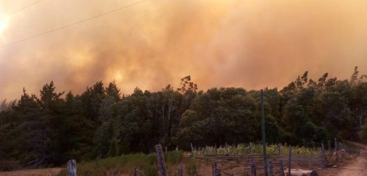 Tomé: Incendio forestal afecta a sector San Carlitos y obliga a cerrar rutas - BioBioChile