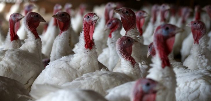 Gripe aviar: Hong Kong también prohíbe ingreso de aves ... - BioBioChile