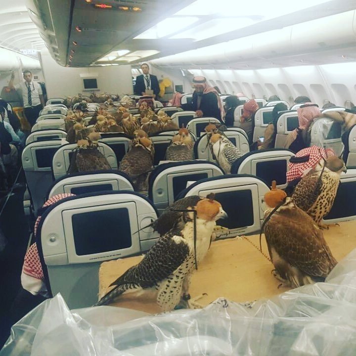 Príncipe de Arabia Saudita compró asientos de avión para sus 80 halcones