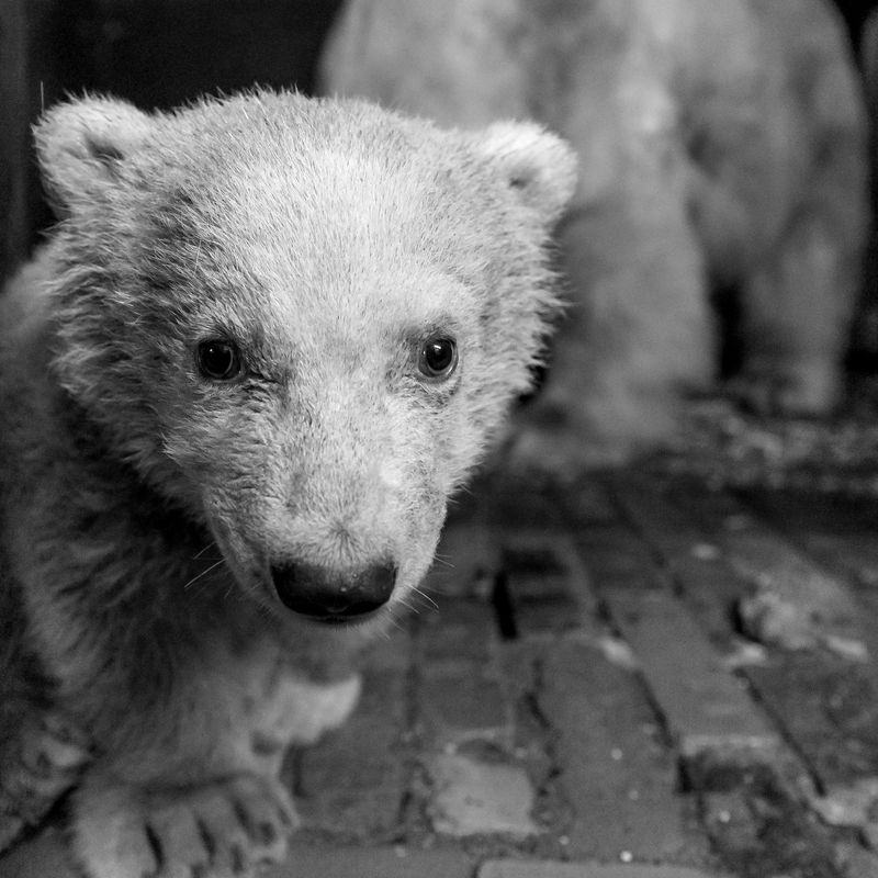 Muere querido osito polar de 4 meses en zoológico alemán