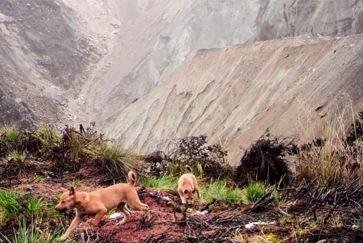 Aparecen perros salvajes que se creían extintos en Nueva Guinea