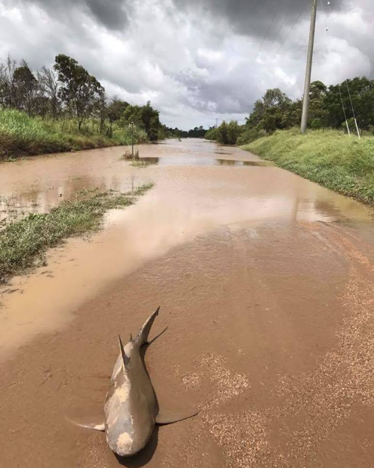 Ciclón bota tiburón en medio de carretera en Australia
