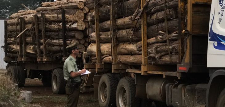 Detienen a dos conductores por transportar madera de eucaliptus ... - BioBioChile