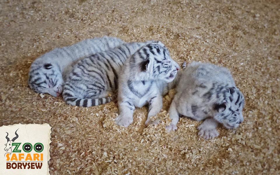 Zoológico polaco presenta raros cuatrillizos de tigre blanco