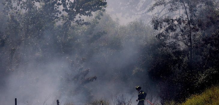 Mujer muere en Linares intentando apagar incendio en pastizales - BioBioChile