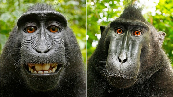 Selfies que se tomó un macaco con la cámara de David Slater