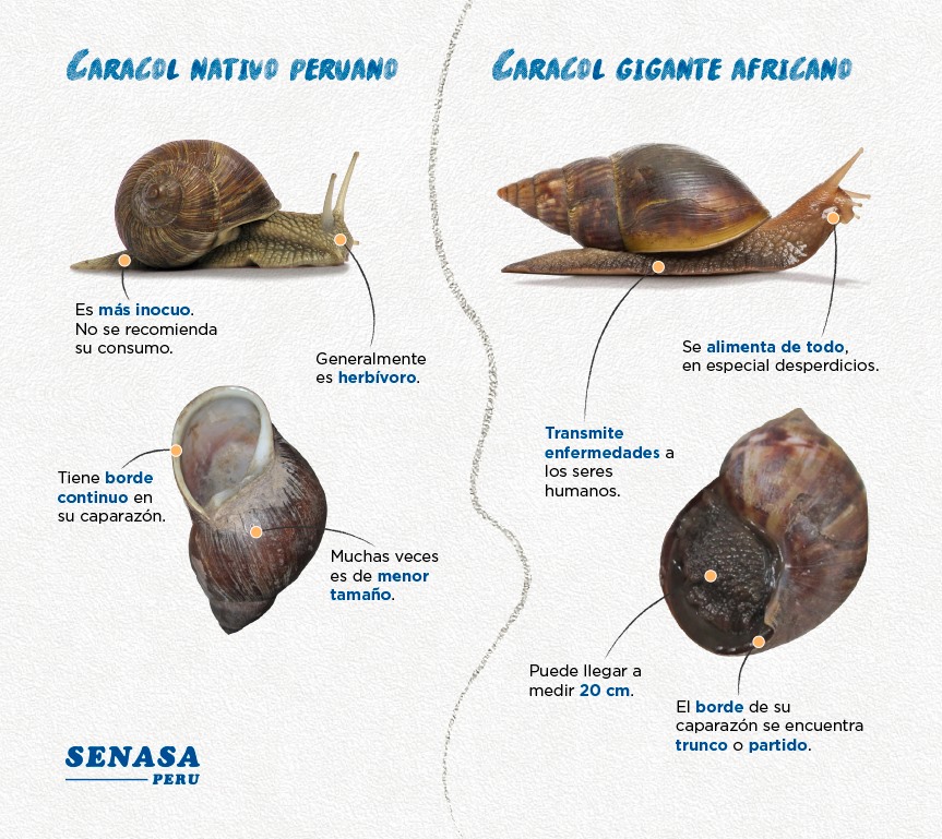 Diferencia entre caracoles normales del Perú y los gigantes africanos | Senasa Perú