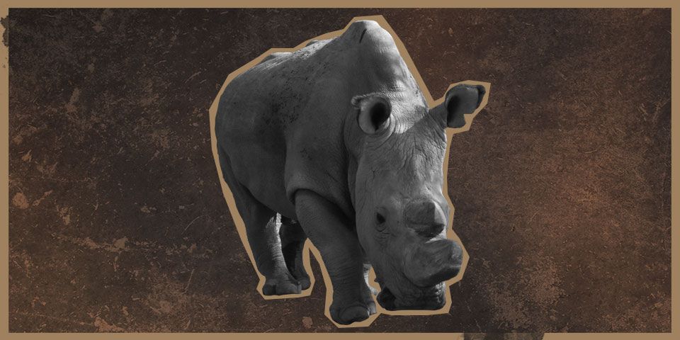 El rinoceronte Sudán